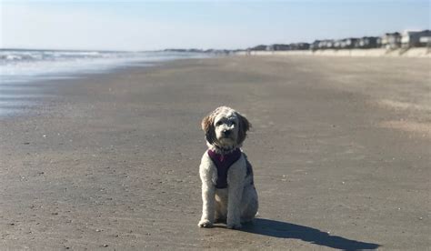 pet friendly vrbo charleston sc.